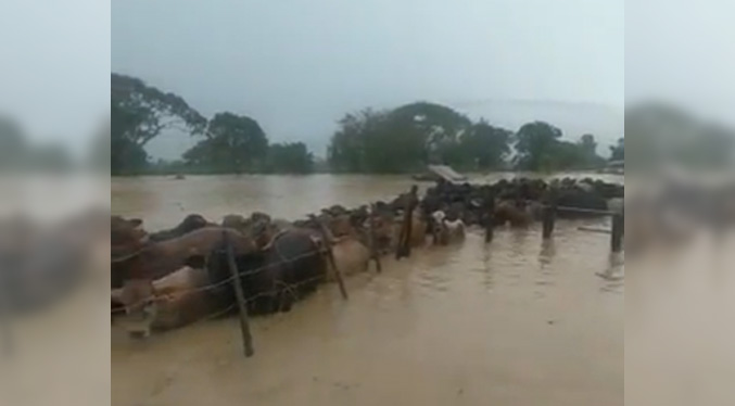 Reportan más de mil animales muertos en fincas productivas por lluvias en el país