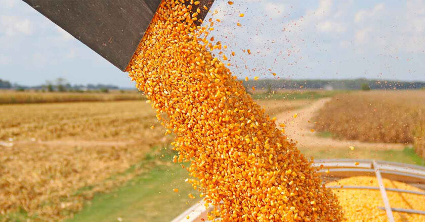Fedeagro discute mecanismo de cálculo para fijar el precio del maíz