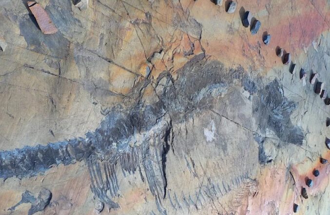 Encuentran en un glaciar de Chile a «Fiona», el primer ictiosaurio completo