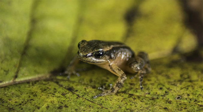 Laboratorio de Venezuela busca salvar a rana única amenazada de extinción