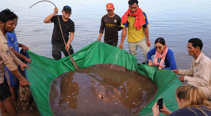 Una raya de 4 metros de largo y 180 kilos capturada en Camboya