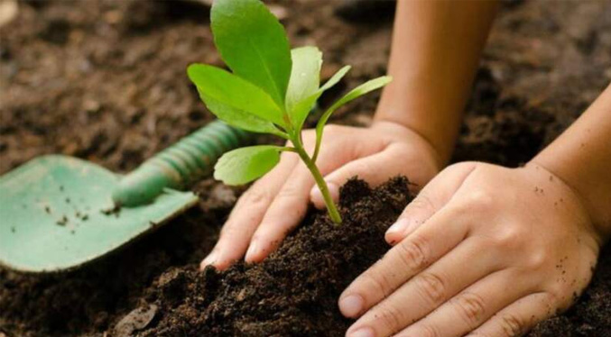 Gobierno nacional proyecta sembrar 10 millones de árboles este año