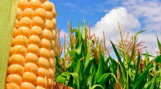 Campesinos venezolanos exigen créditos para sembrar maíz en 250 mil hectáreas