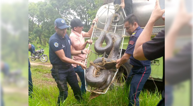 Rescatan a una anaconda en un canal de riego en Barinas (Video)