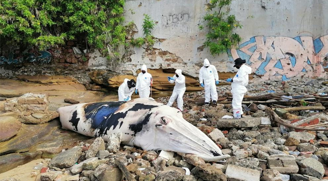 Hallan muerta una ballena de más de tres toneladas en Panamá