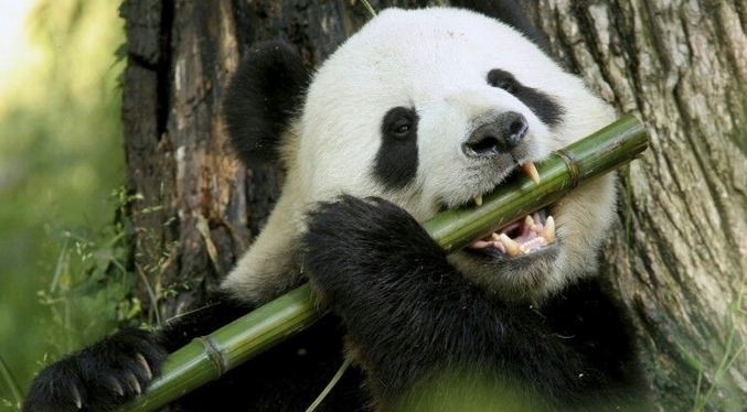 Dieta a base de bambú de osos panda pudo tener origen hace seis millones de años