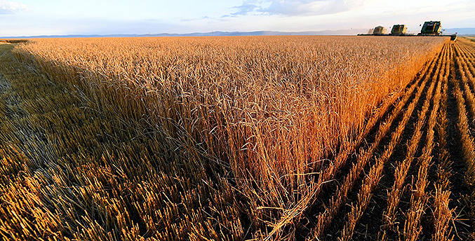 Rusia afirma que no obstaculiza exportación de grano de Ucrania