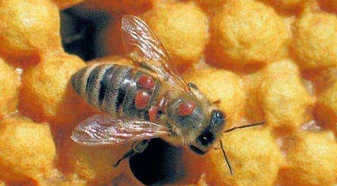 El «vampiro» de abejas australianas se propaga a pesar de la destrucción masiva de colmenas