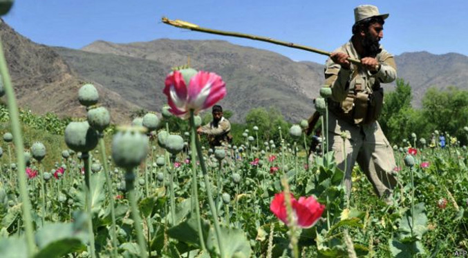 El Talibán lanzan campaña para erradicar cultivo de amapola