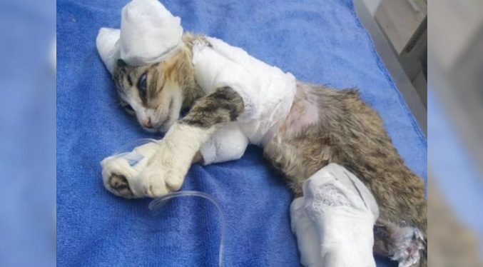 Fallece Félix, el gato rescatado por Polisur, víctima de maltrato animal