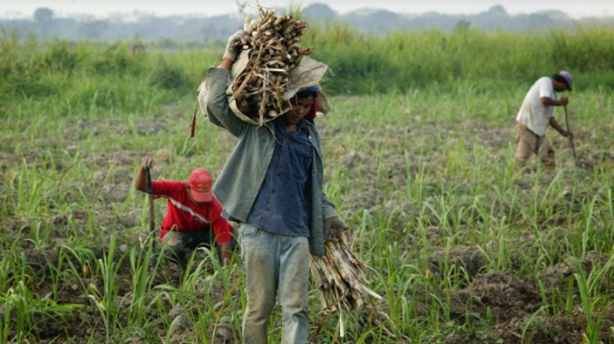 Fedeagro advierte «fase negativa» en la producción de hortalizas por lluvias