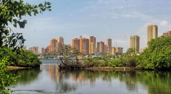 Propuesta de Una Arboleda para Maracaibo: Sembrar árboles es la única garantía contra la sequía