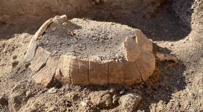 Descubierta una tortuga con un huevo en las ruinas de Pompeya