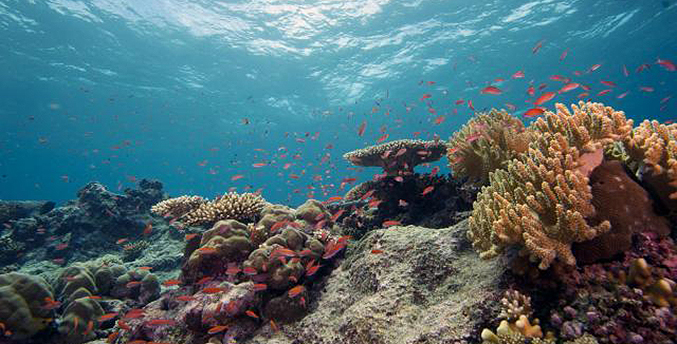 Fundación La Salle advierte que el Coral Indonez amenaza el turismo en las costas venezolanas
