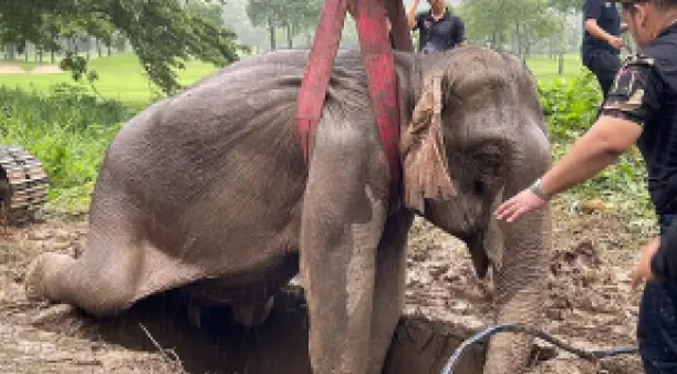 Un bebé elefante y su madre son rescatados tras desplomarse por una zanja en Tailandia (Video)