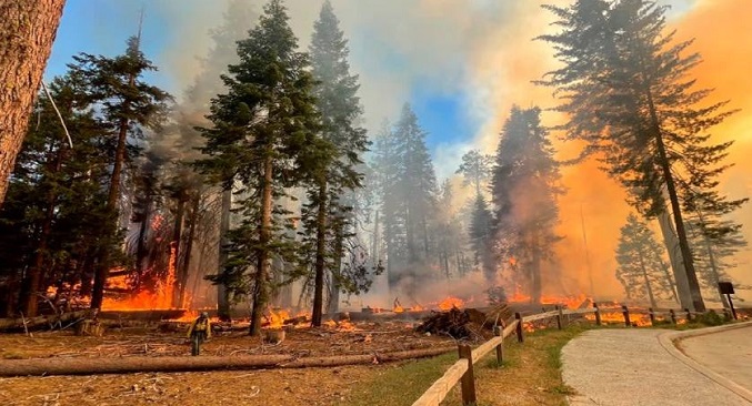 Sequía e incendios amenazan las ancestrales secuoyas en EEUU