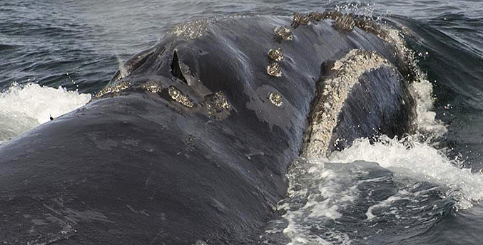Agencia de EEUU estudia solicitud de expansión de hábitat de ballenas raras