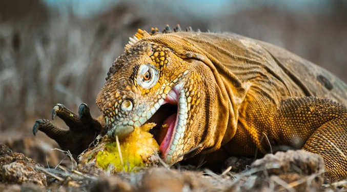 Buscan introducir especies extintas y restaurar ecología en isla de Galápagos