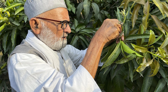 Kaleem Ullah Khan, el indio que cultiva 300 variedades de mango con un solo árbol