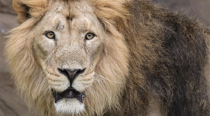 Alquilan escáner para detectar infección de león del zoo londinense