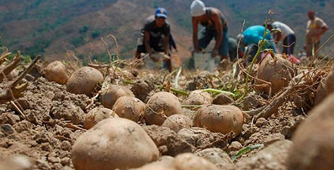 Cámara Venezolana – Colombiana: El sector agroalimentario será un gran beneficiado de restablecimiento de relaciones