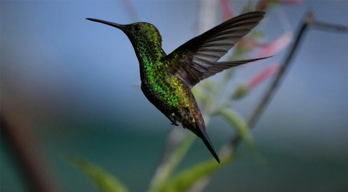 Caracas, «edén» de los colibríes