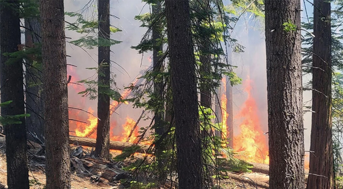 Incendio amenaza a gigantes secuoyas en California