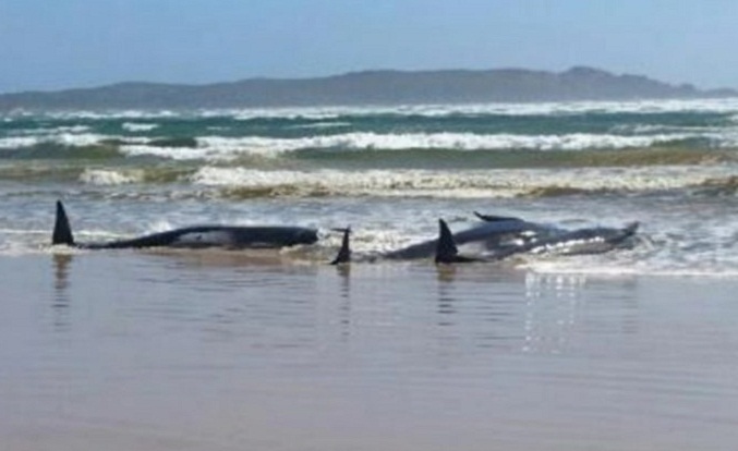 Mueren 50 ballenas piloto que quedaron varadas en Islas Vírgenes Británicas
