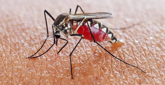 Bahamas confirma su primer caso de malaria en más de 10 años