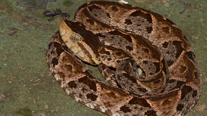 Fallece el niño de 10 años mordido por una serpiente en la Sierra de Perijá