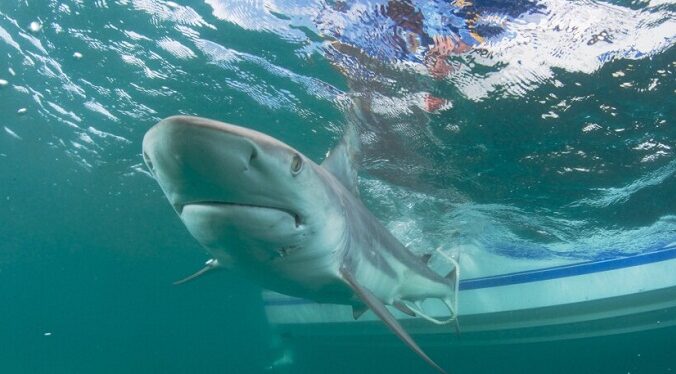 Un tiburón ataca a una mujer en la bahía de Sídney