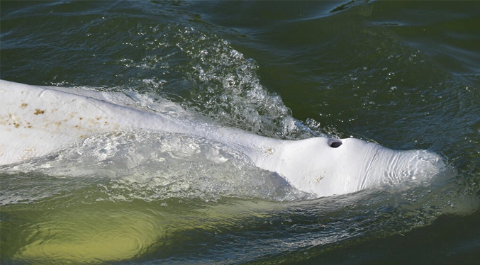 Francia prepara «delicado» rescate de una beluga extraviada en el Sena