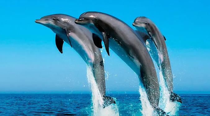 Delfines crean grandes alianzas como los humanos