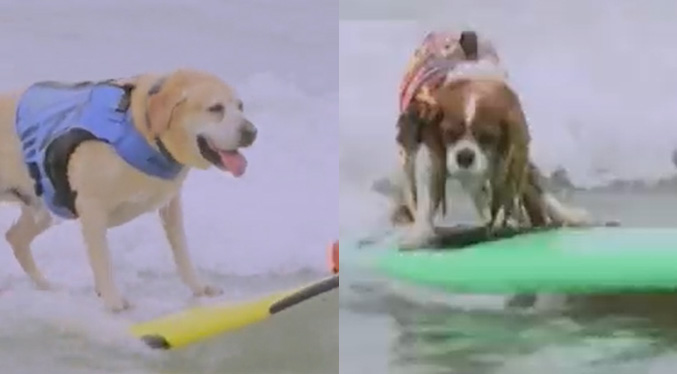 Perros compitieron en el Campeonato Mundial de Surf en California