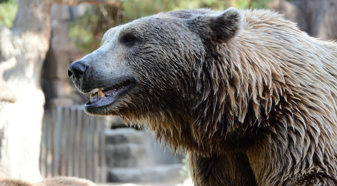 Pobladores de una ciudad de México golpean a un oso hasta matarlo