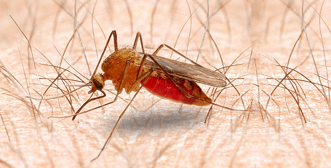 Autoridades sanitarias en Sucre alertan incremento del paludismo