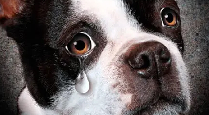 Aseguran que los perros lloran de alegría