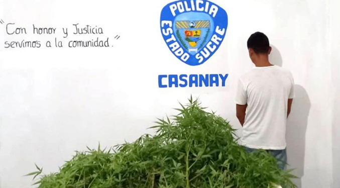 Policía de Sucre decomisa 20 plantas de marihuana y atrapa a su productor