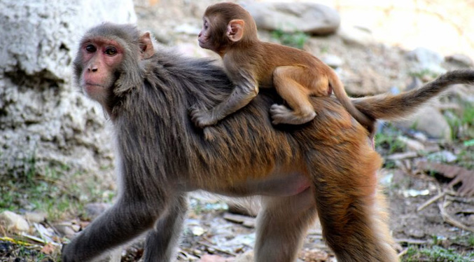 OMS lamenta ataques contra primates en Brasil por miedo a la viruela del mono