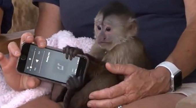 Llaman al 911 desde el zoológico y principal sospechoso es un mono