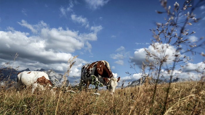 El calor y la sequía ponen en aprietos a los quesos de los Alpes franceses