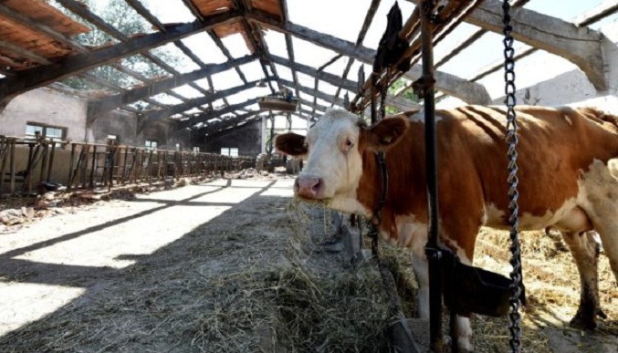 Decenas de vacas mueren envenenadas por la sequía en Italia