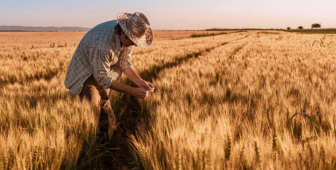 Fedeagro: Productores agrícolas revelan preocupación por importación de cereales