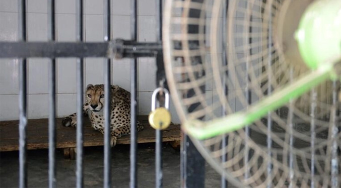 India se prepara a acoger guepardos para reintroducir la especie