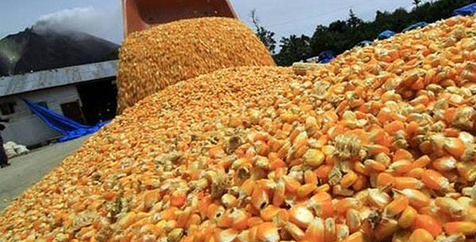 Valor del maíz aumentará 4 % con nuevas condiciones de liquidación por humedad e impurezas