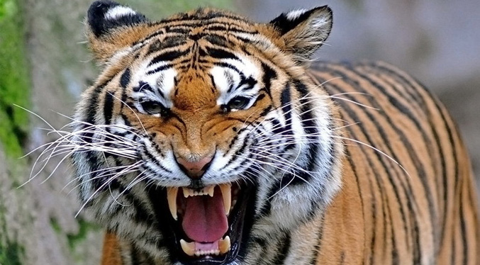 Mujer se enfrenta a un tigre para evitar que su bebé fuera devorado