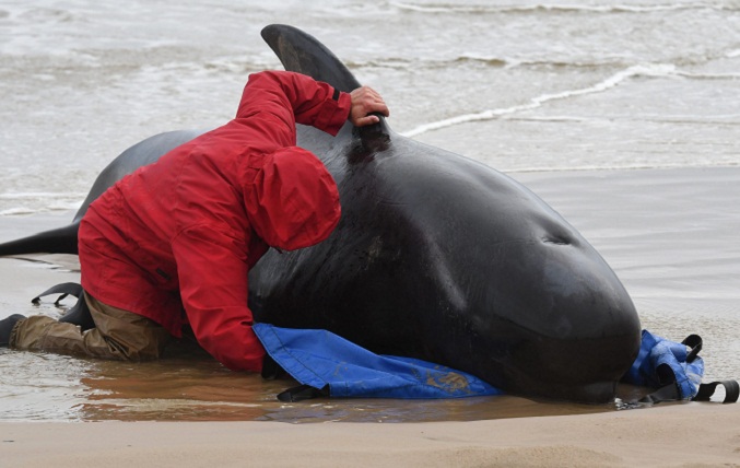 Unas 200 ballenas mueren tras quedar varadas en remota playa de Australia