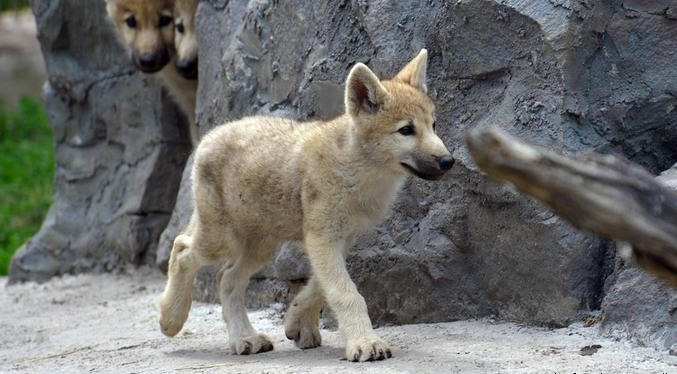 Científicos en China anuncian primer ejemplar clonado de lobo salvaje ártico