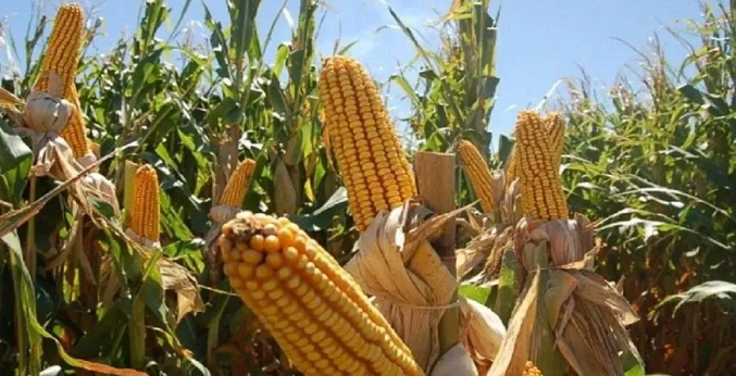 Fedeagro: «Precio justo» para la cosecha de maíz nacional es de $ 400 la tonelada
