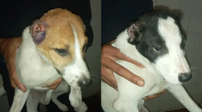 Mutilan las orejas a 2 perros para que parecieran pitbulls: Culpables a la cárcel
